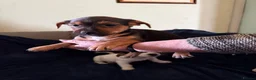 Jack Russell dogs for sale: Rough haired Jack Russell  in Burnley - Advert 4