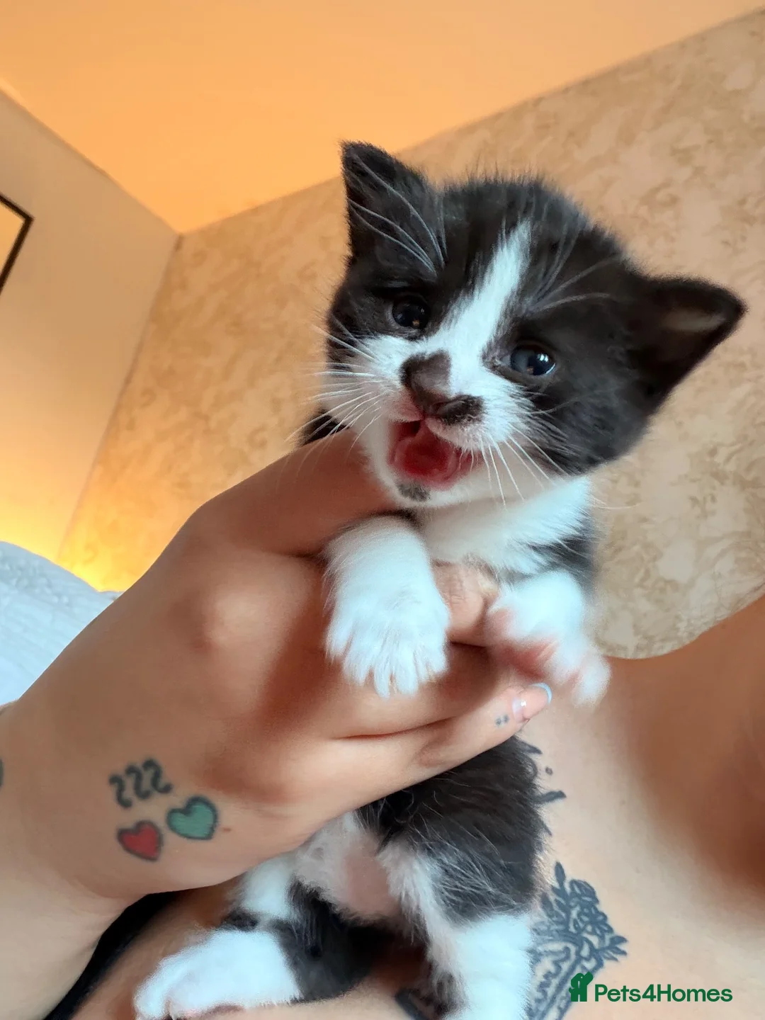 Mixed Breed cats for sale: 2 female kittens left READY 06/08 - Advert 6