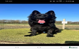 German Shepherd dogs for sale: Gorgeous KC registered German Shepard  - Image 1
