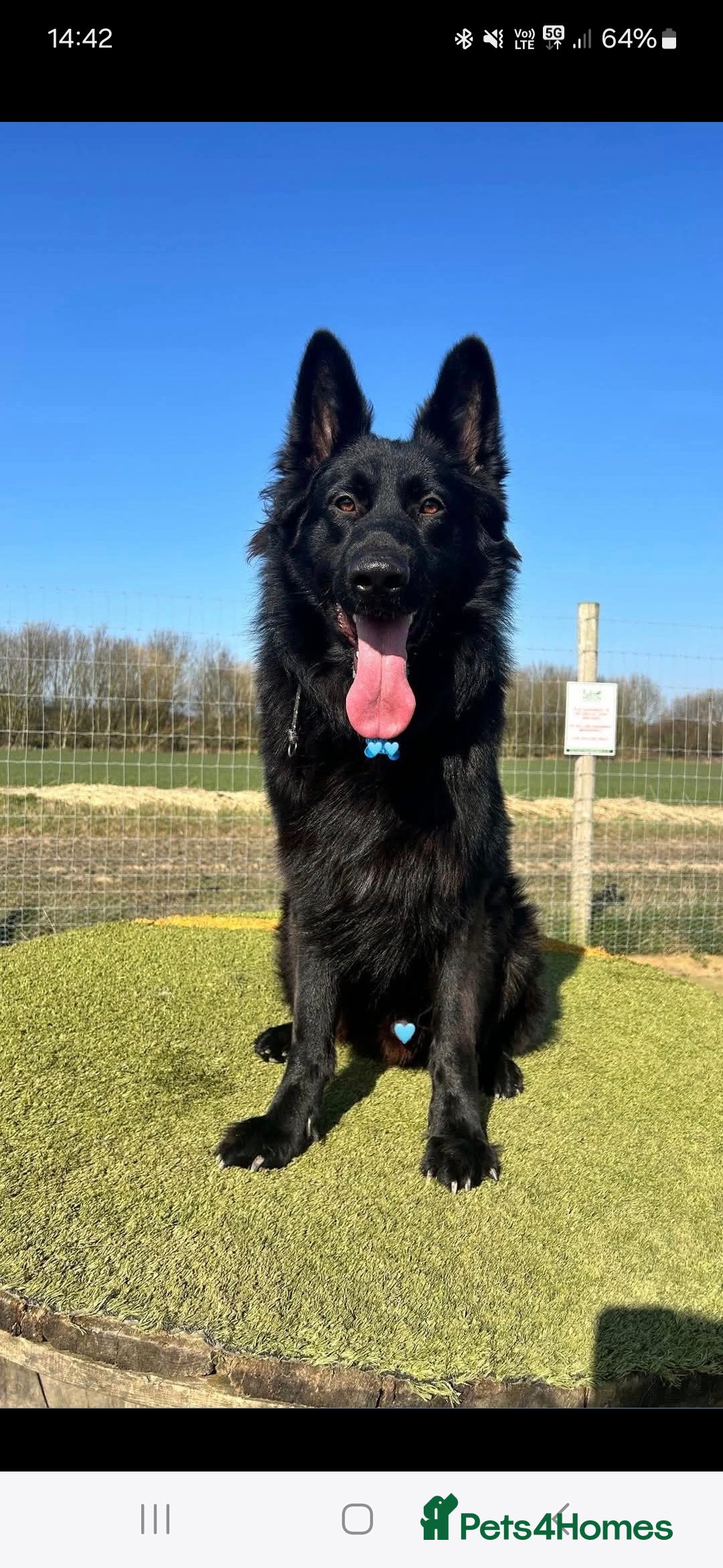 German Shepherd dogs for sale: Gorgeous KC registered German Shepard  - Image 1