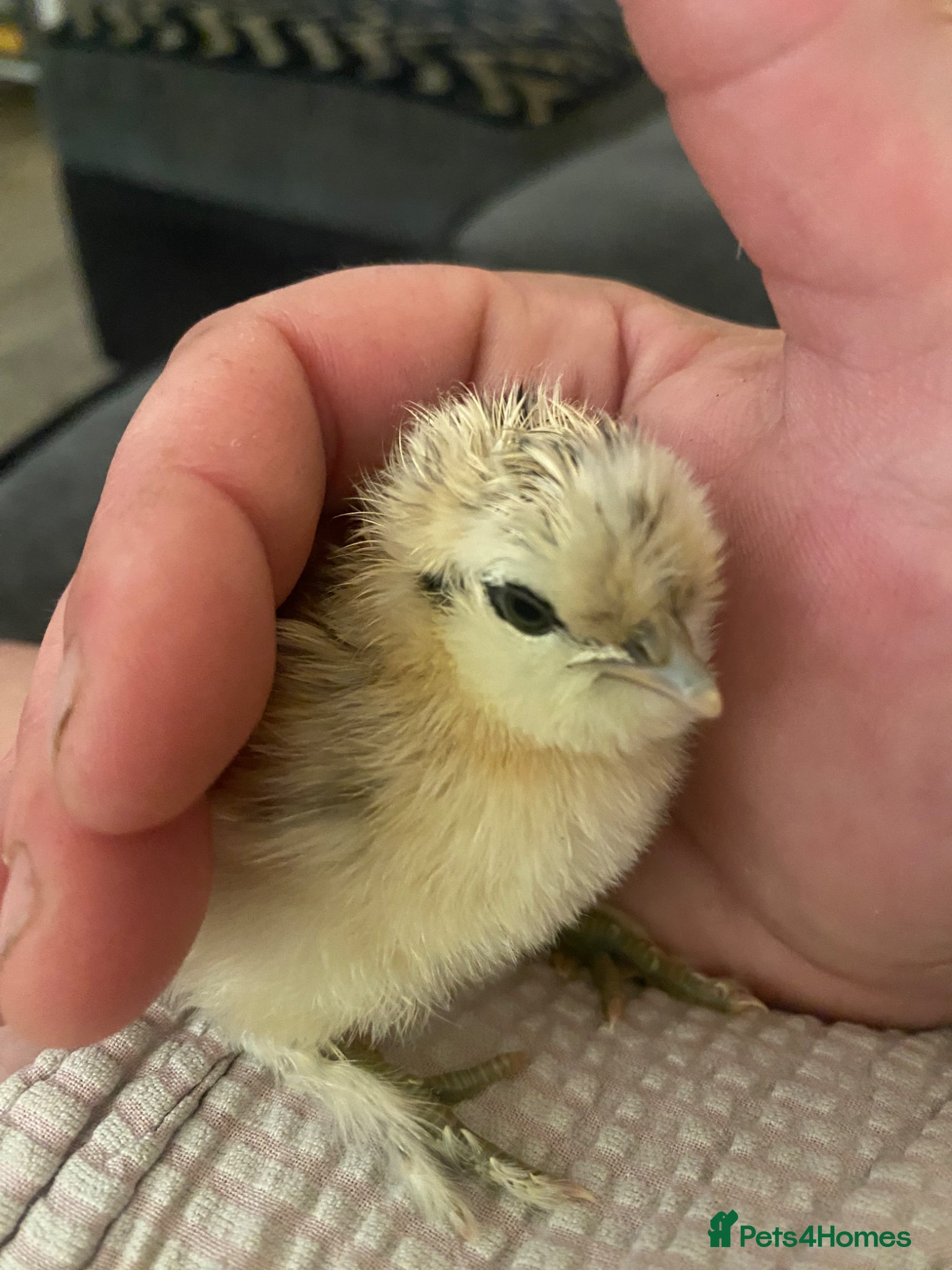 Chickens poultry Variety of chicks available  - Advert 11