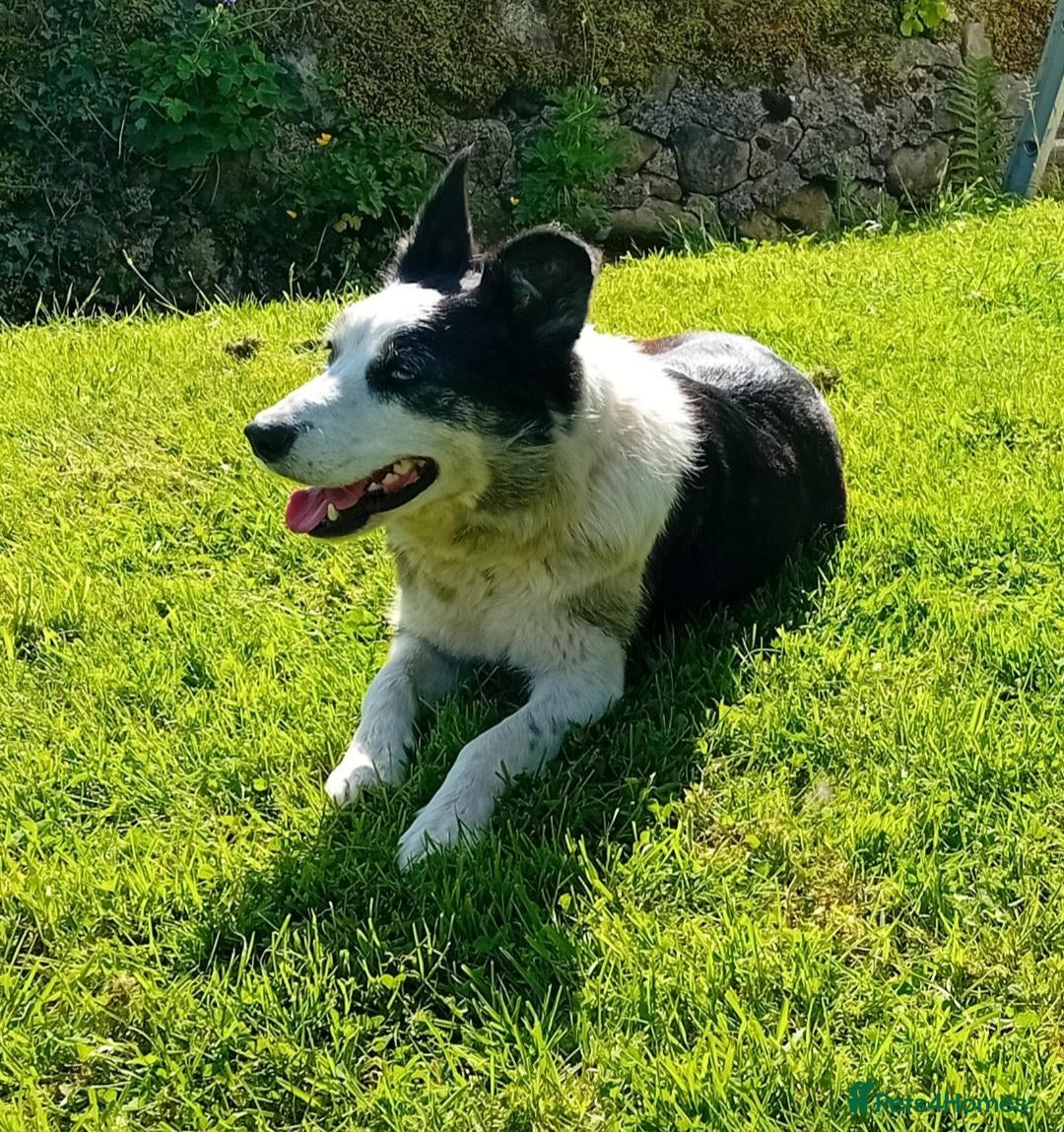 Border Collie dogs Adorable Puppies - Advert 2