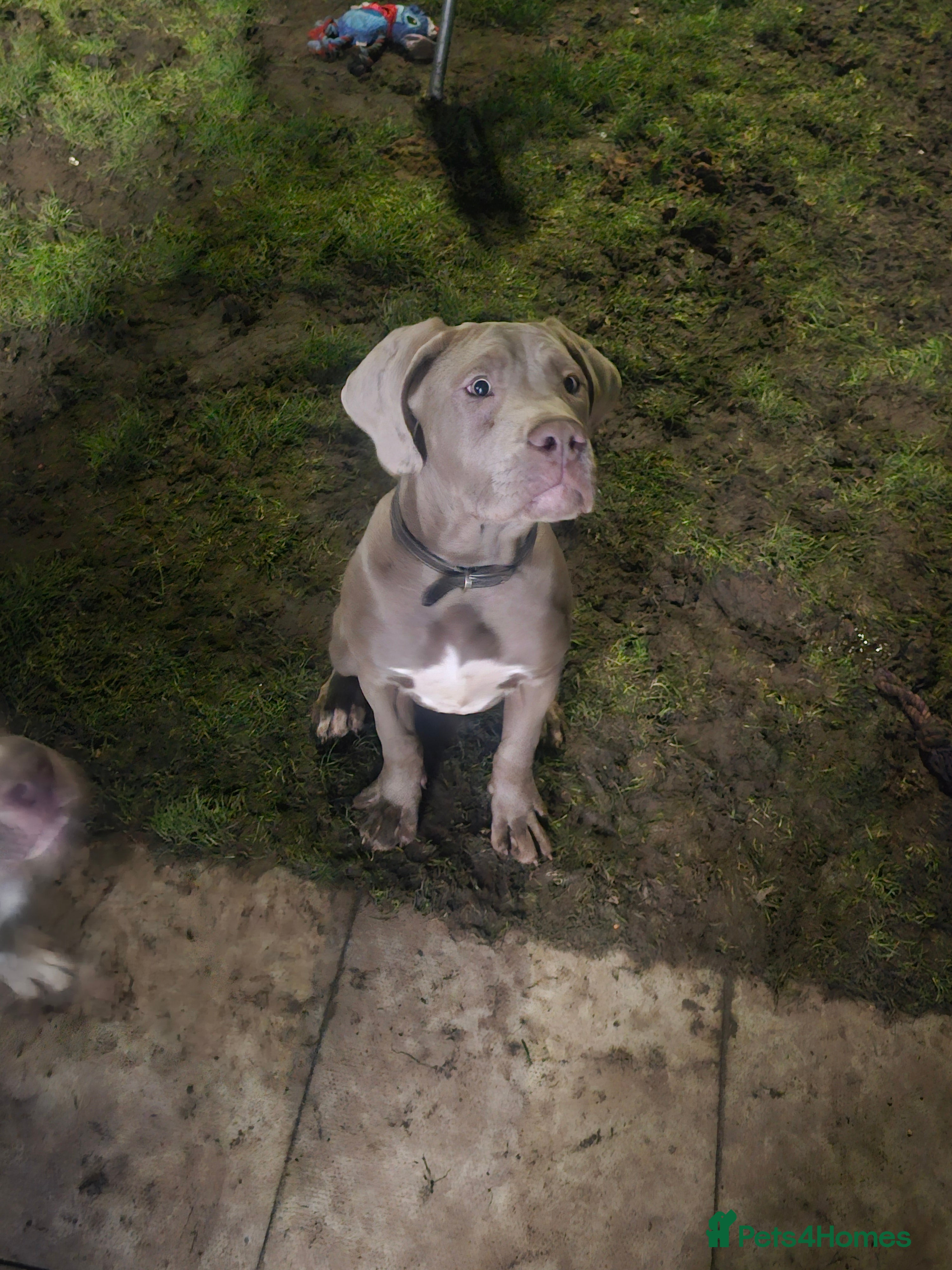 Mixed Breed dogs Male puppy for sale due to time wasters  - Advert 7