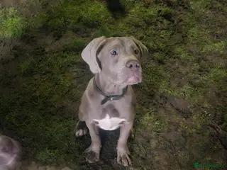 Mixed Breed dogs Male puppy for sale due to time wasters - Advert 4