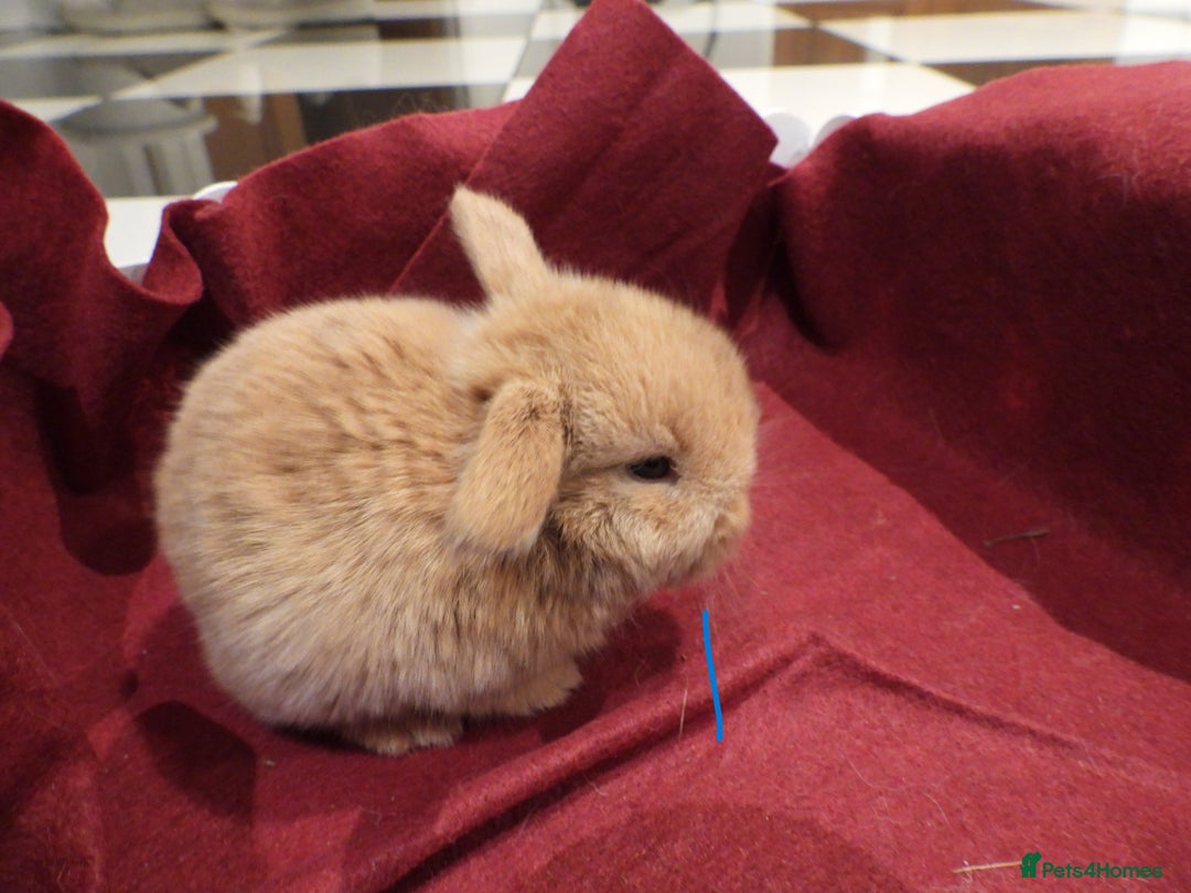 Mini Lop rabbits for sale: Adorable Purebred Mini Lop Babies - Image 3