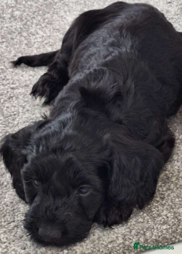 Mixed Breed dogs Merle Cocker cross jackapoo puppies - Advert 21