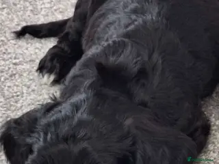 Mixed Breed dogs Merle Cocker cross jackapoo puppies - Advert 21