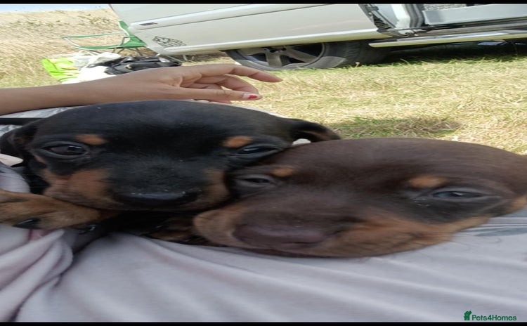 Dachshund dogs - Advert 1