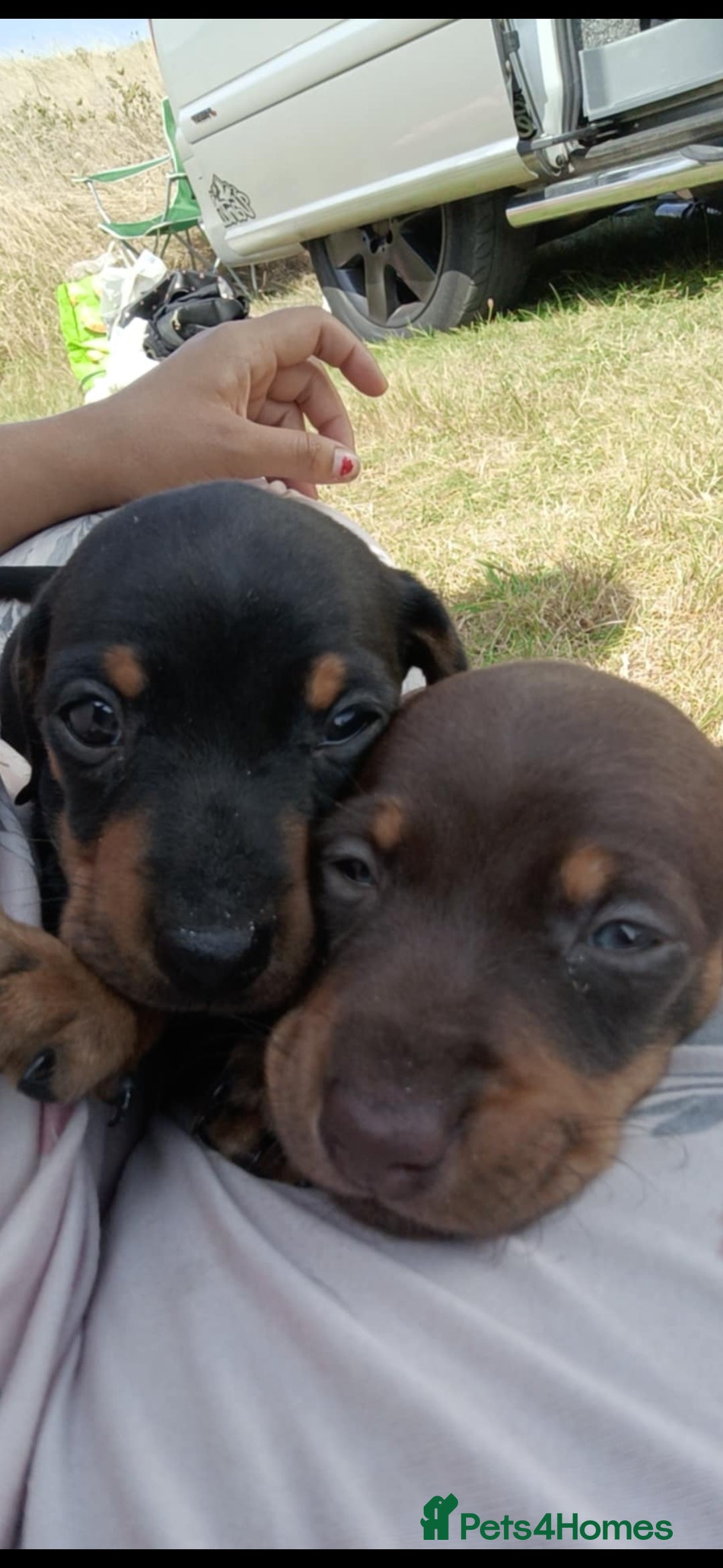 Dachshund dogs for sale: Dachshund puppies ready to leave  - Image 1