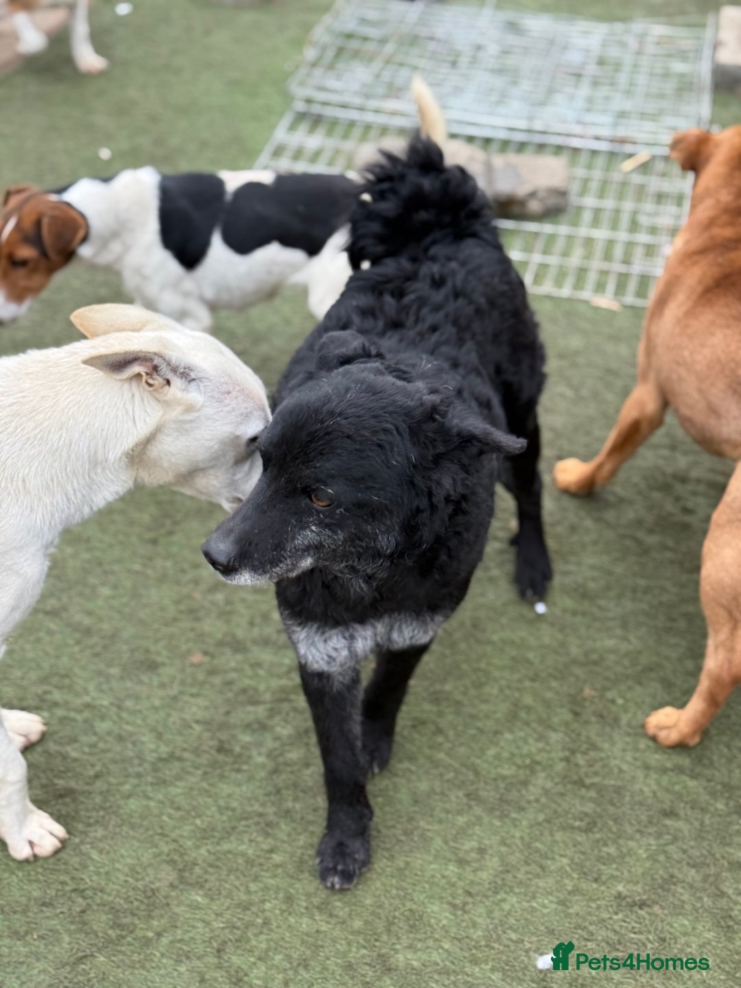 Mixed Breed dogs for adoption: Sweet Romeo Looking for LOVE - Advert 19