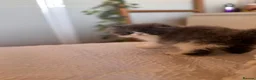 Exotic cats for sale: Exotic Persian kittens - Advert 6