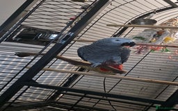 Parrots birds for sale: African Grey Parrot  - Advert 1
