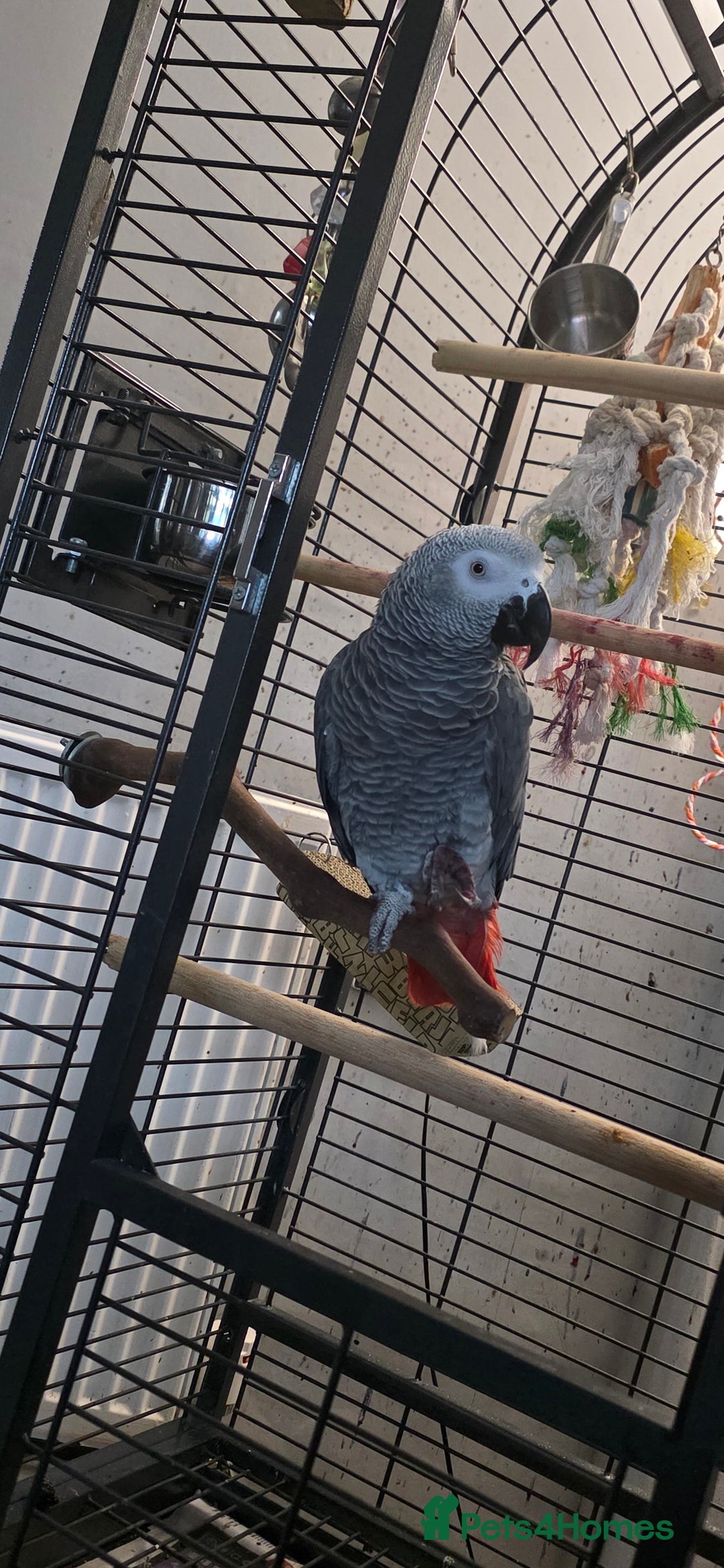 Parrots birds for sale: African Grey Parrot  - Advert 1