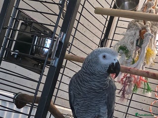 Parrots birds African Grey Parrot - Advert 1