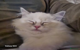 Ragdoll cats for sale: Adorable Loving blue mitted lynx - Image 34