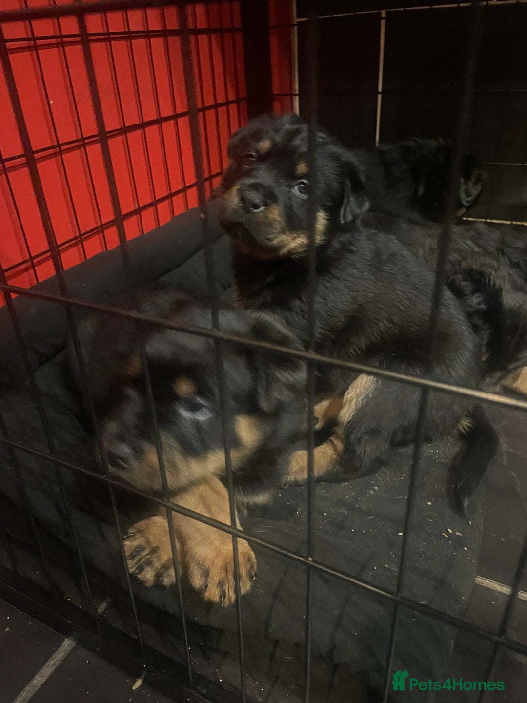 Rottweiler dogs for sale: Rottweiler x Rottweiler Akita  - Advert 15