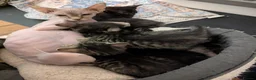 Mixed Breed cats for sale: Tortoise colour female kitten & pure black male - Advert 1