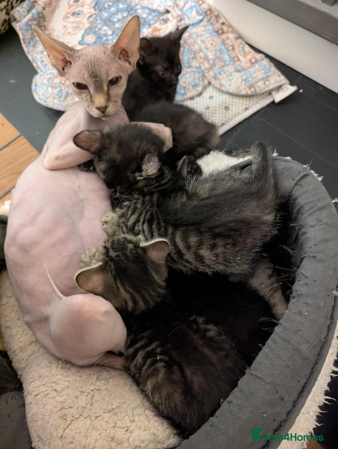 Mixed Breed cats for sale: Tortoise colour female kitten & pure black male - Advert 1