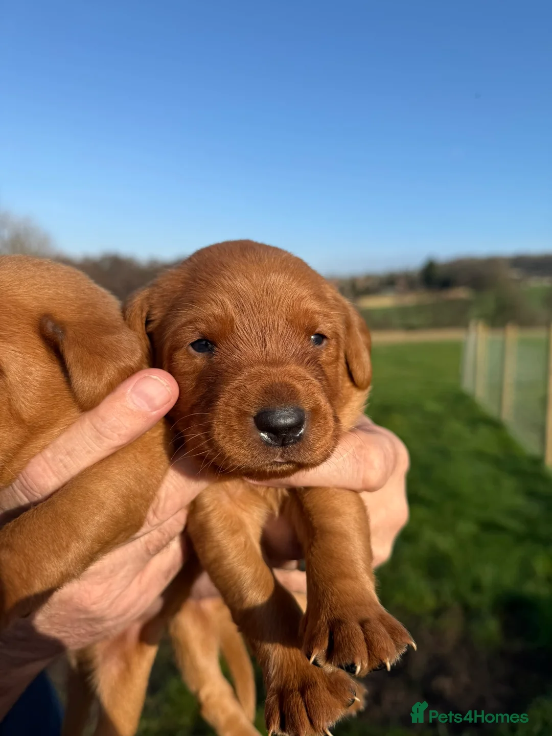 Labrador Retriever dogs for sale: Beautiful KC Registered Fox Red Labrador Pups - Advert 3