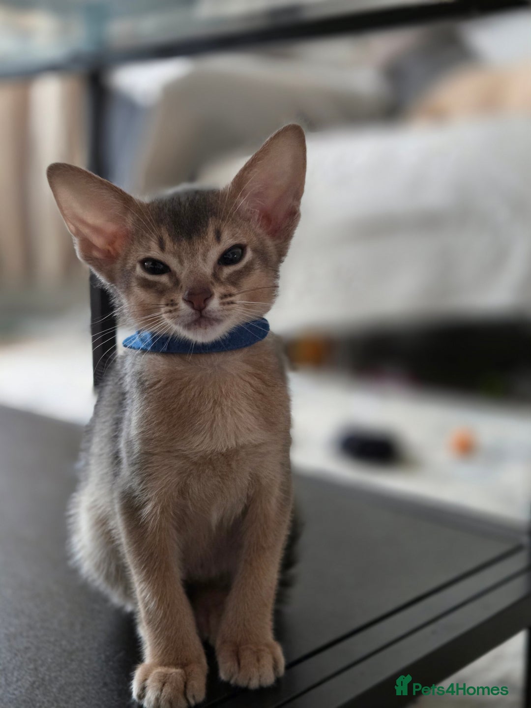 Abyssinian cats for sale: Gorgeous Tica  Abyssinian Kittens  - Advert 5