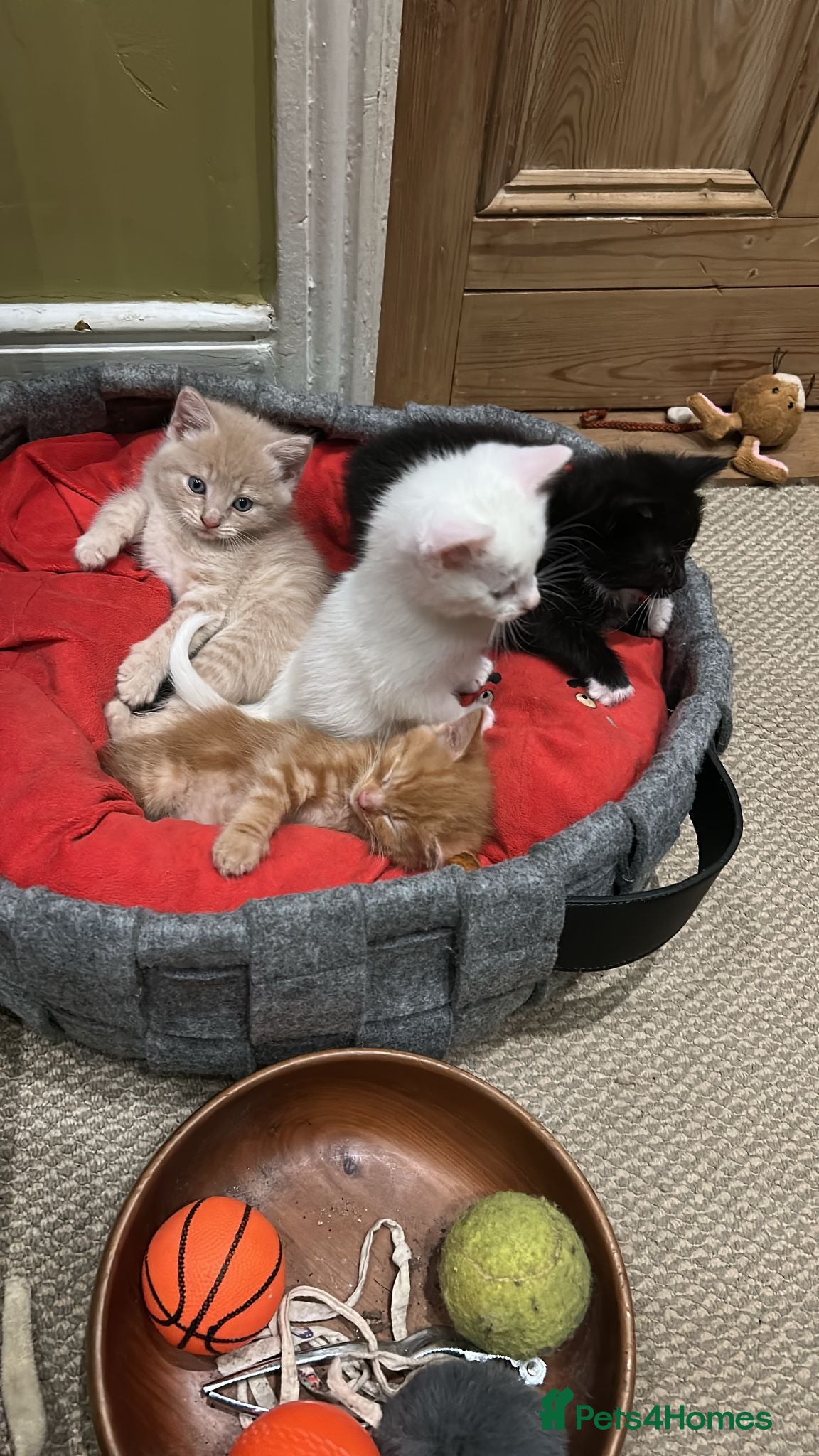 Mixed Breed cats x4 boy Kittens for sale - Advert 1