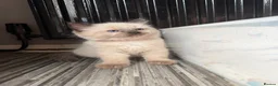 Ragdoll cats for sale: Beautiful pedigree ragdoll kittens  - Advert 18