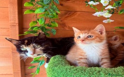 Domestic Shorthair cats for sale: GORGEOUS SHORT HAIRED FAMILY KITTENS  - Image 6
