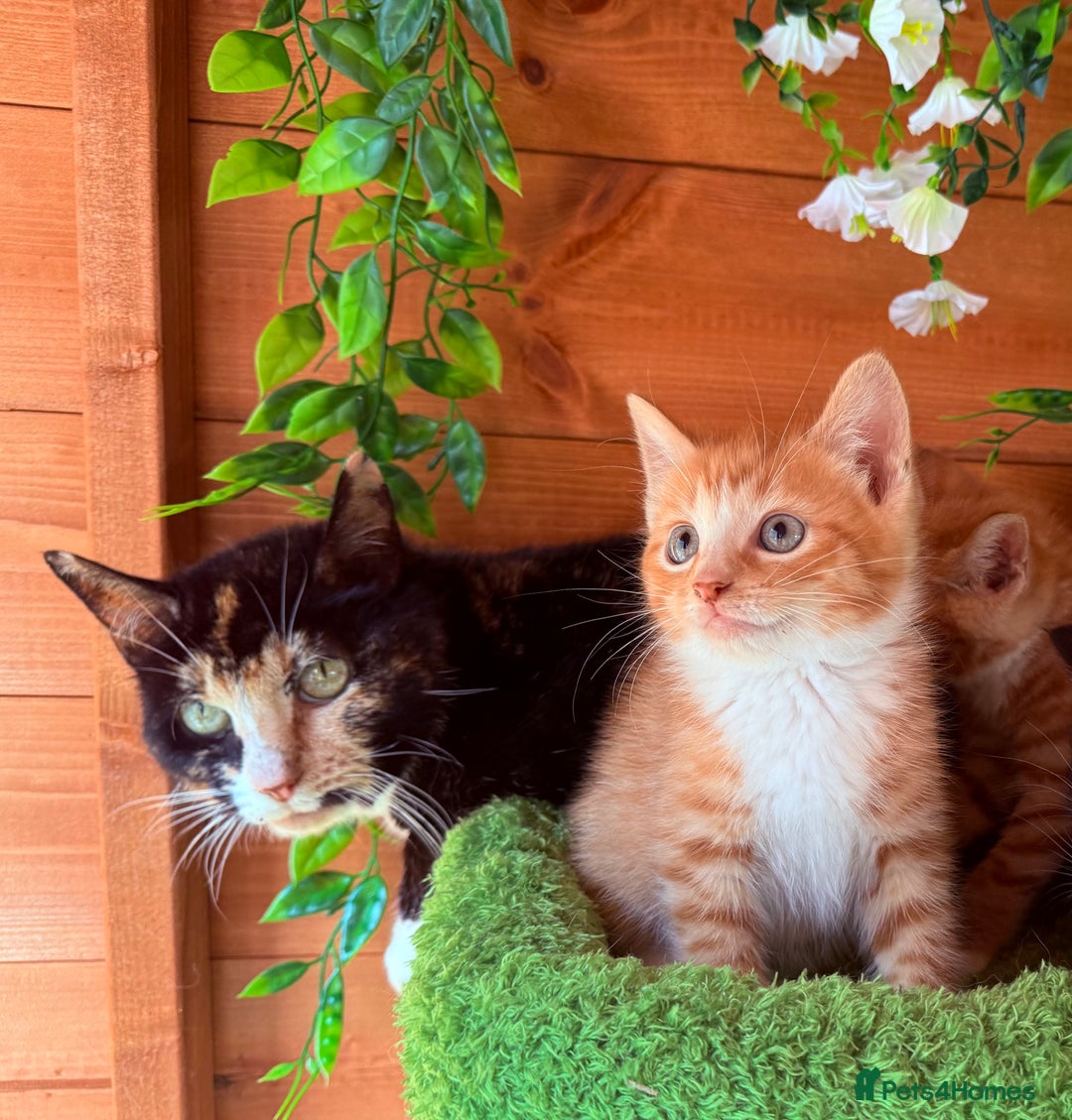 Domestic Shorthair cats for sale: GORGEOUS SHORT HAIRED FAMILY KITTENS  - Image 6