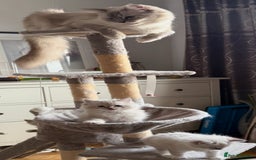 Ragdoll cats for sale: Two beautiful kittens - Image 14