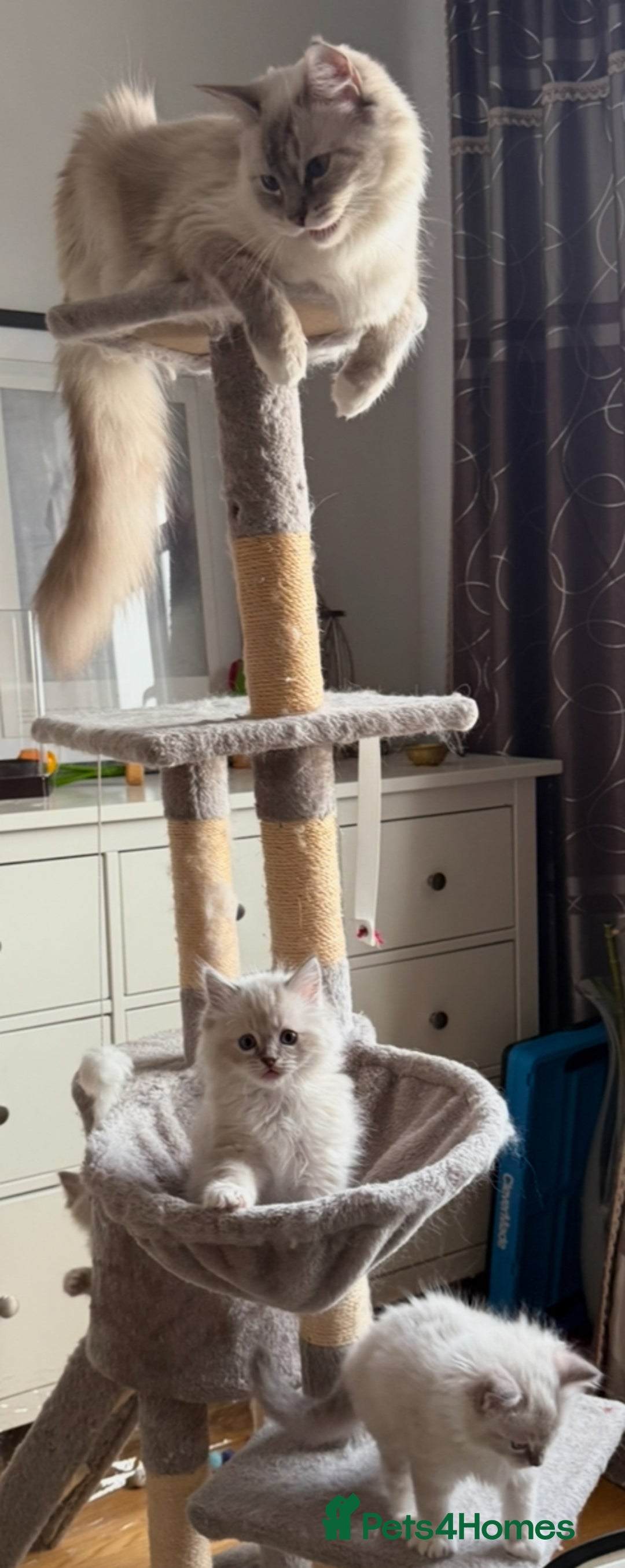 Ragdoll cats for sale: Two beautiful kittens - Image 14