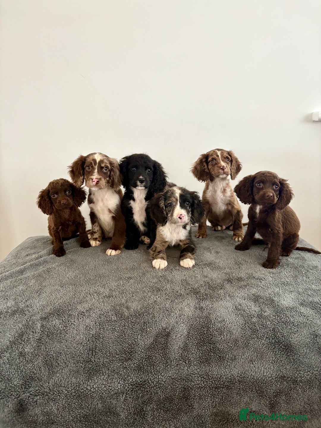 Cocker Spaniel dogs for sale: Cocker spaniel puppies  - Image 1
