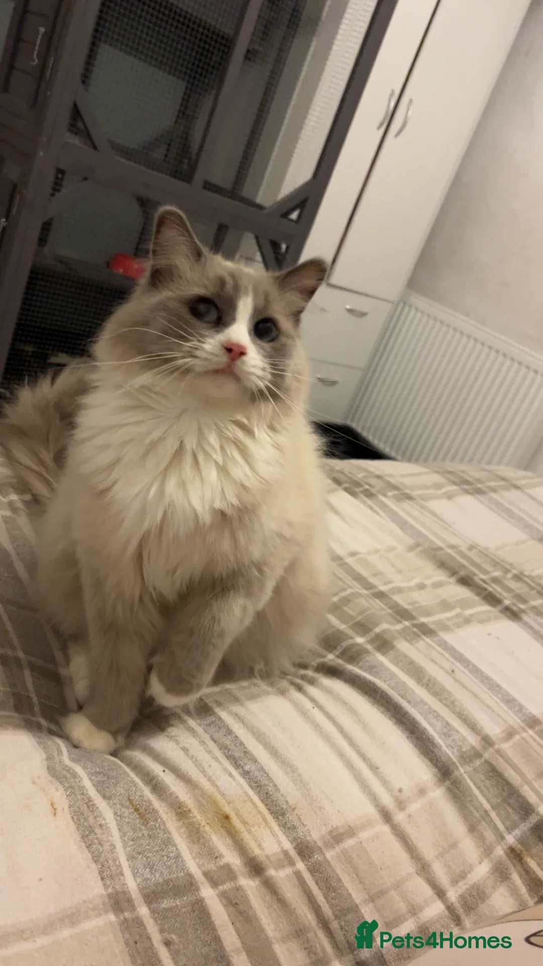Ragdoll cats for sale: Full pedigree Mink & Sepia ragdoll kittens  - Advert 5