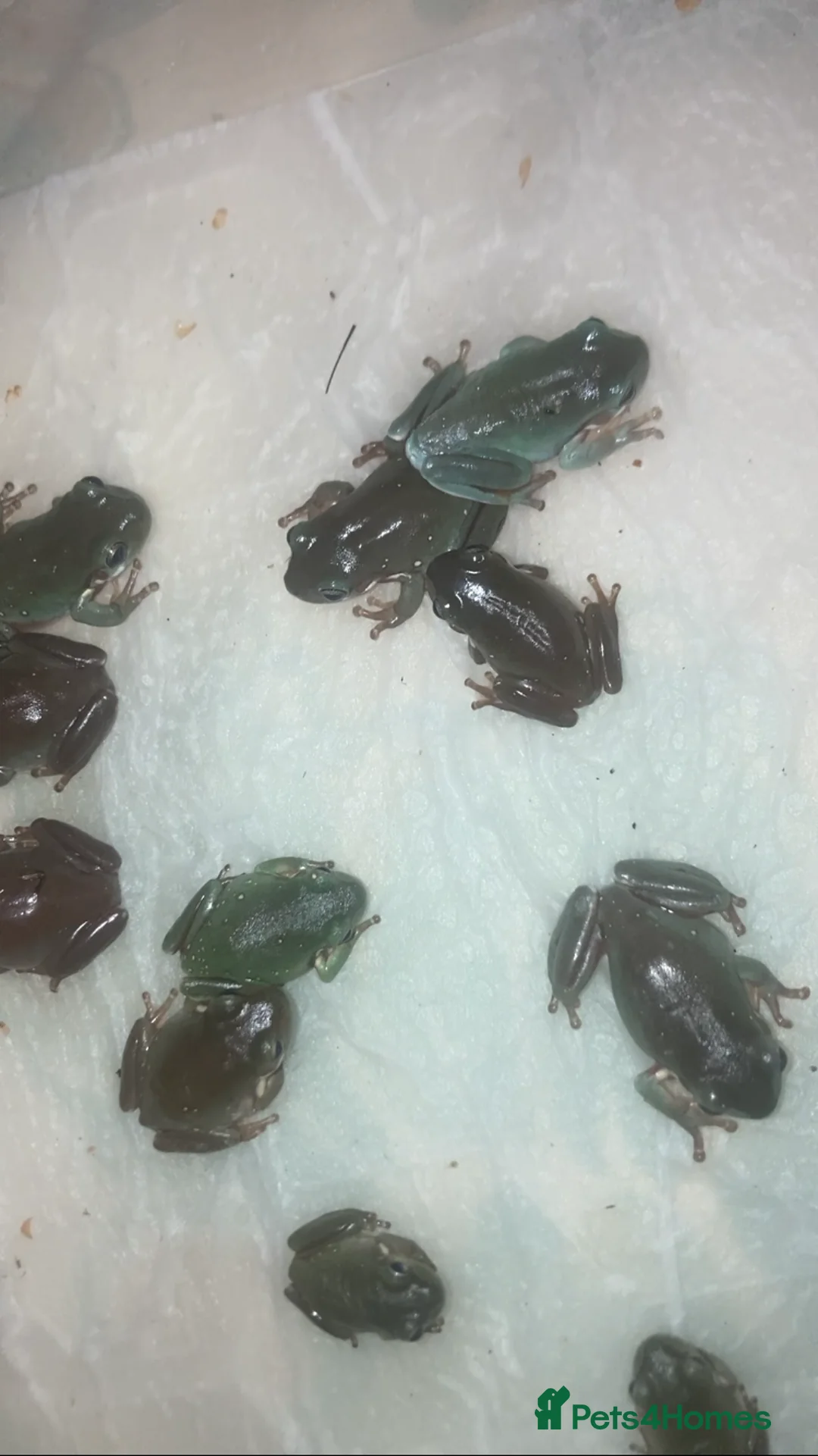 Frog reptiles for sale: Whites tree froglets  - Advert 3