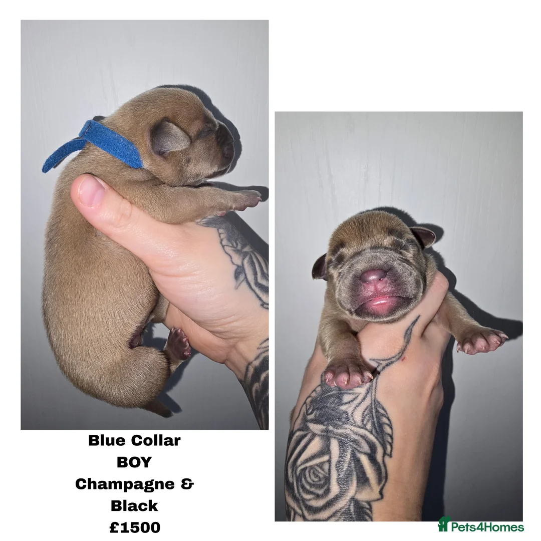 American Bully dogs for sale: Pocket bully puppies - Advert 5