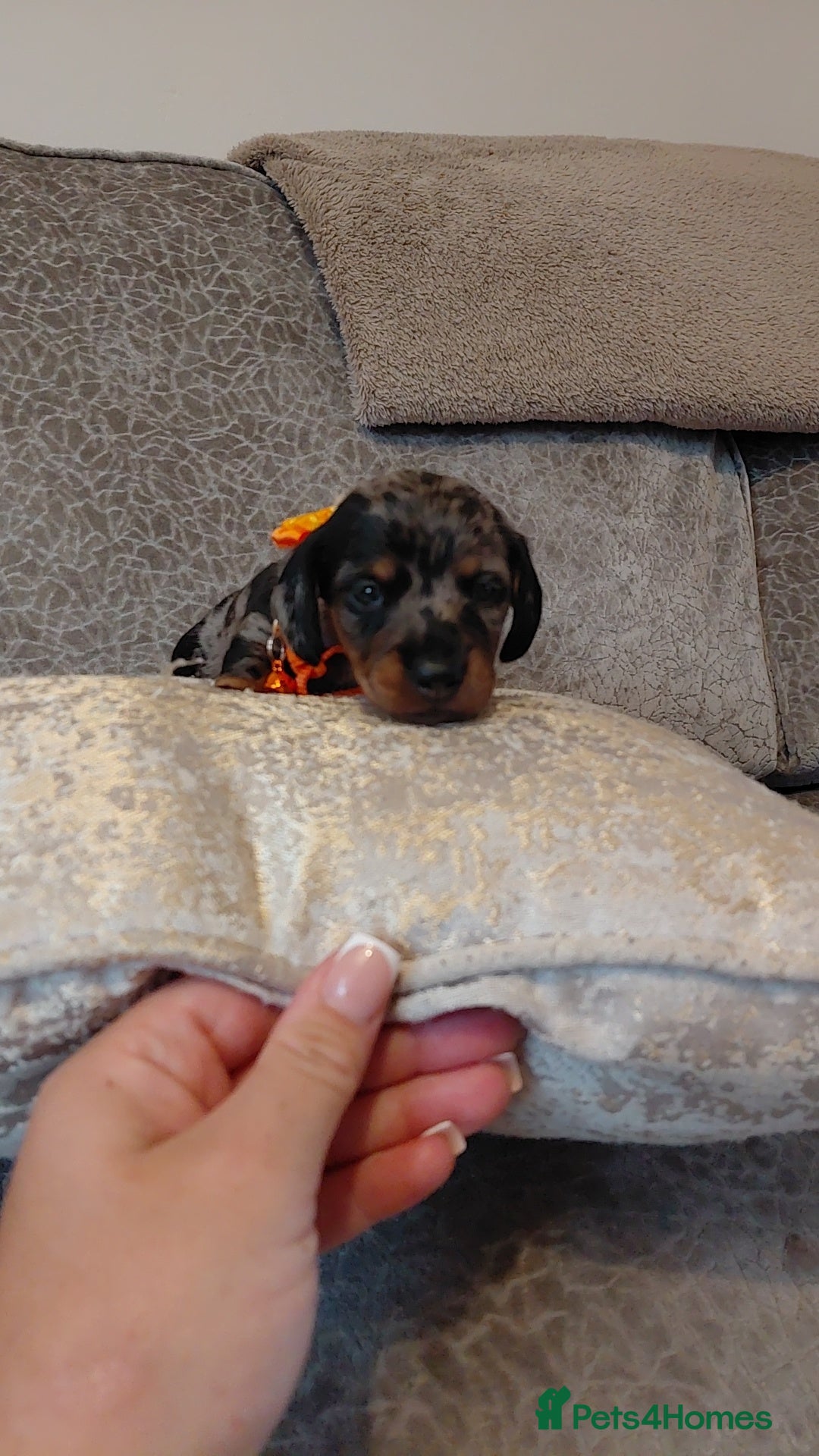 Miniature Dachshund dogs for sale: Ready now beautiful miniature dachshund pups - Image 20