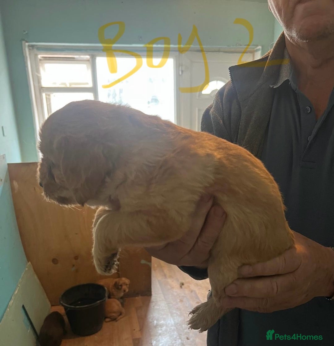Labradoodle dogs for sale: Labradoodle puppies for sale  - Image 6