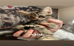 British Shorthair cats for sale: Kittens for sale  - Image 4