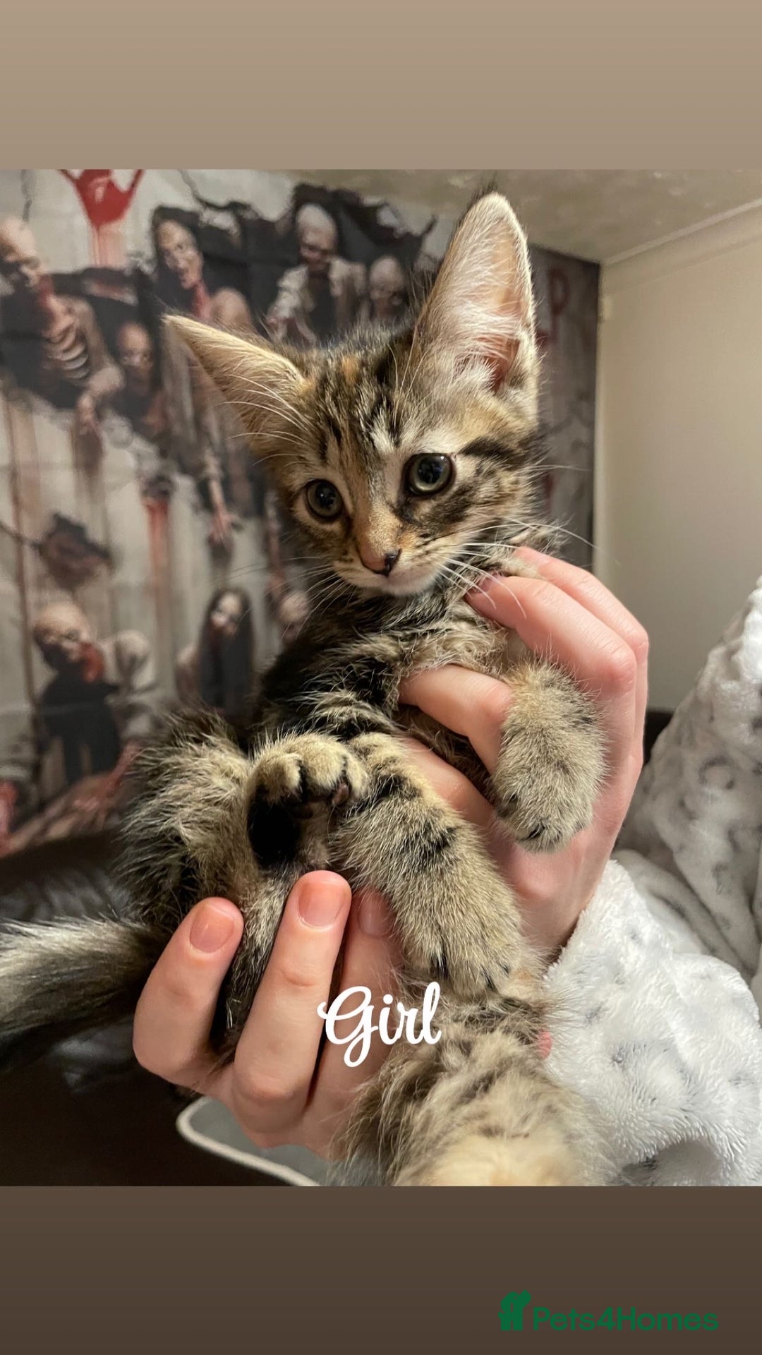 British Shorthair cats for sale: Kittens for sale  - Image 4