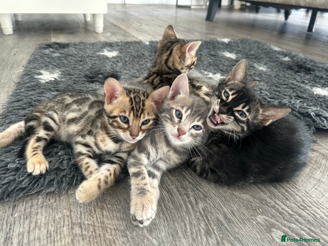 Bengal cats for sale: Stunning Bengal Kittens - TICA Registered - Image 34