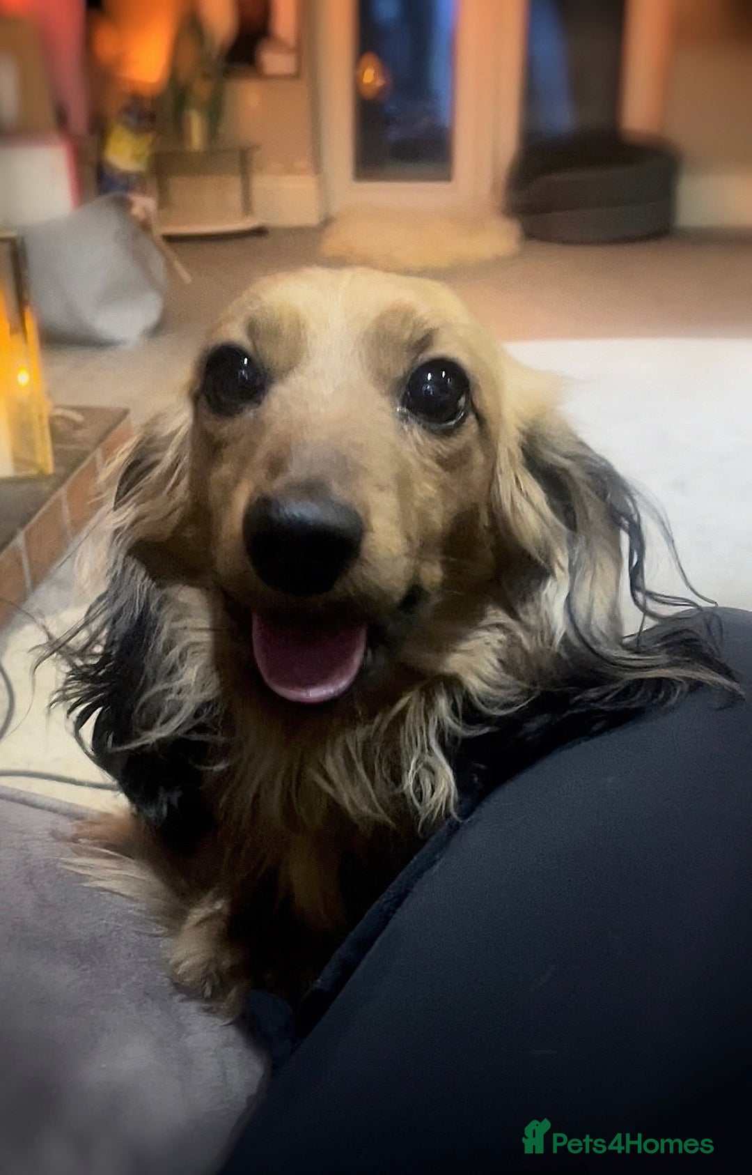 Miniature Dachshund dogs for sale: Top Show Quality KC Miniature Dachshund Puppies - Image 18