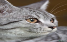 British Shorthair cats for sale: GCCF REGISTERED CHAMPION LINES SILVER SPOTTED BSH - Image 27