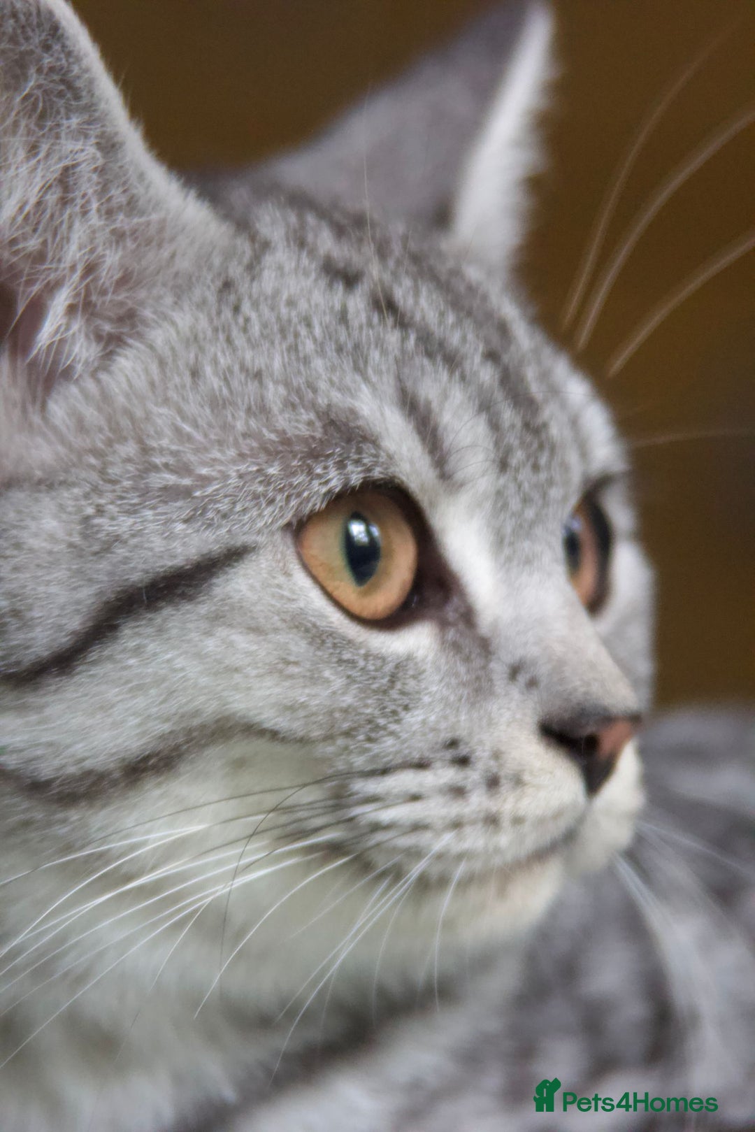 British Shorthair cats for sale: GCCF REGISTERED CHAMPION LINES SILVER SPOTTED BSH - Image 27