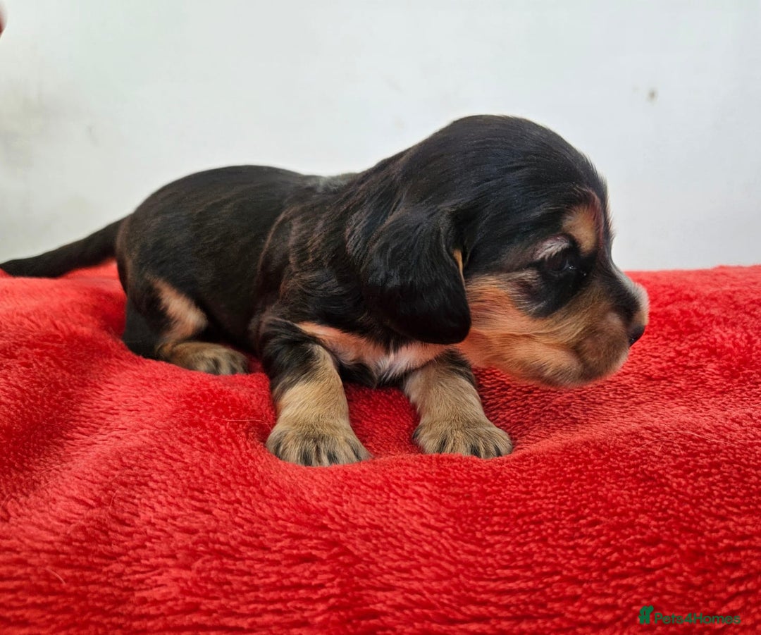 Cocker Spaniel dogs for sale: Quality Sable Show Cocker spaniel Puppies - Image 3