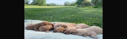 Labradoodle dogs for sale: F1 Miniature Labradoodle puppies  - Advert 18