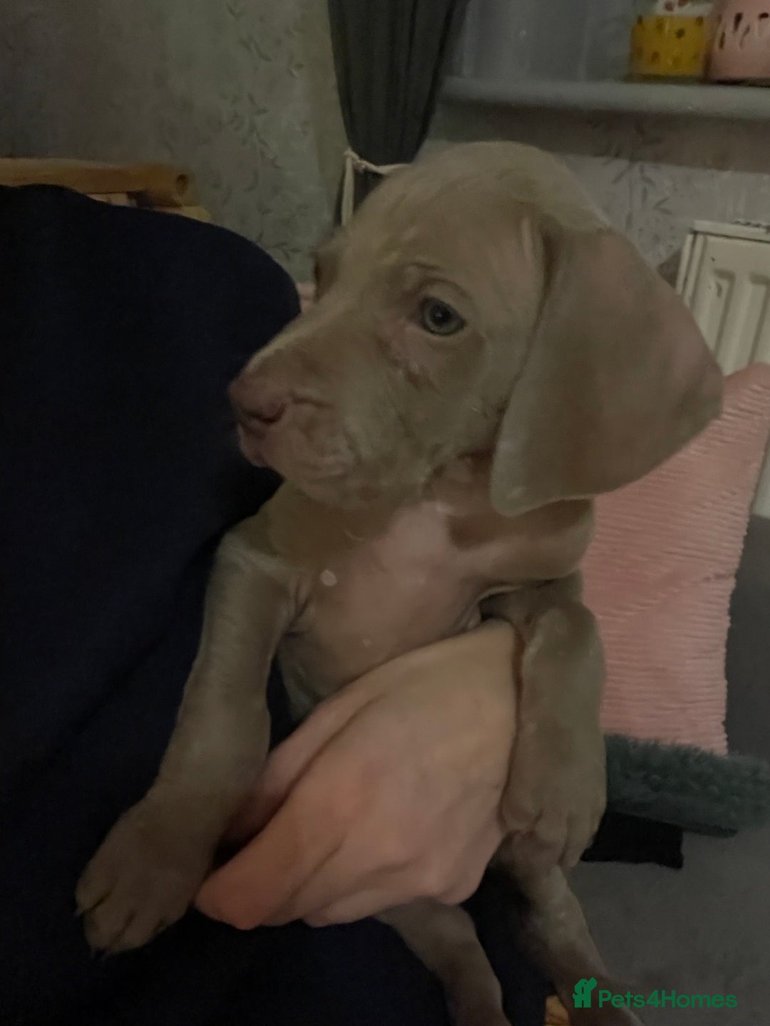Weimaraner dogs for sale: KC registered Silver puppies - Advert 17