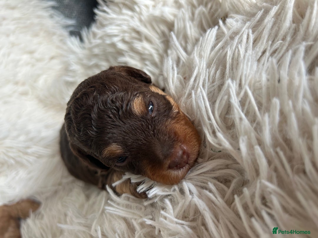 Cavapoo dogs for sale: Stunning Cavapoo puppies  - Image 6