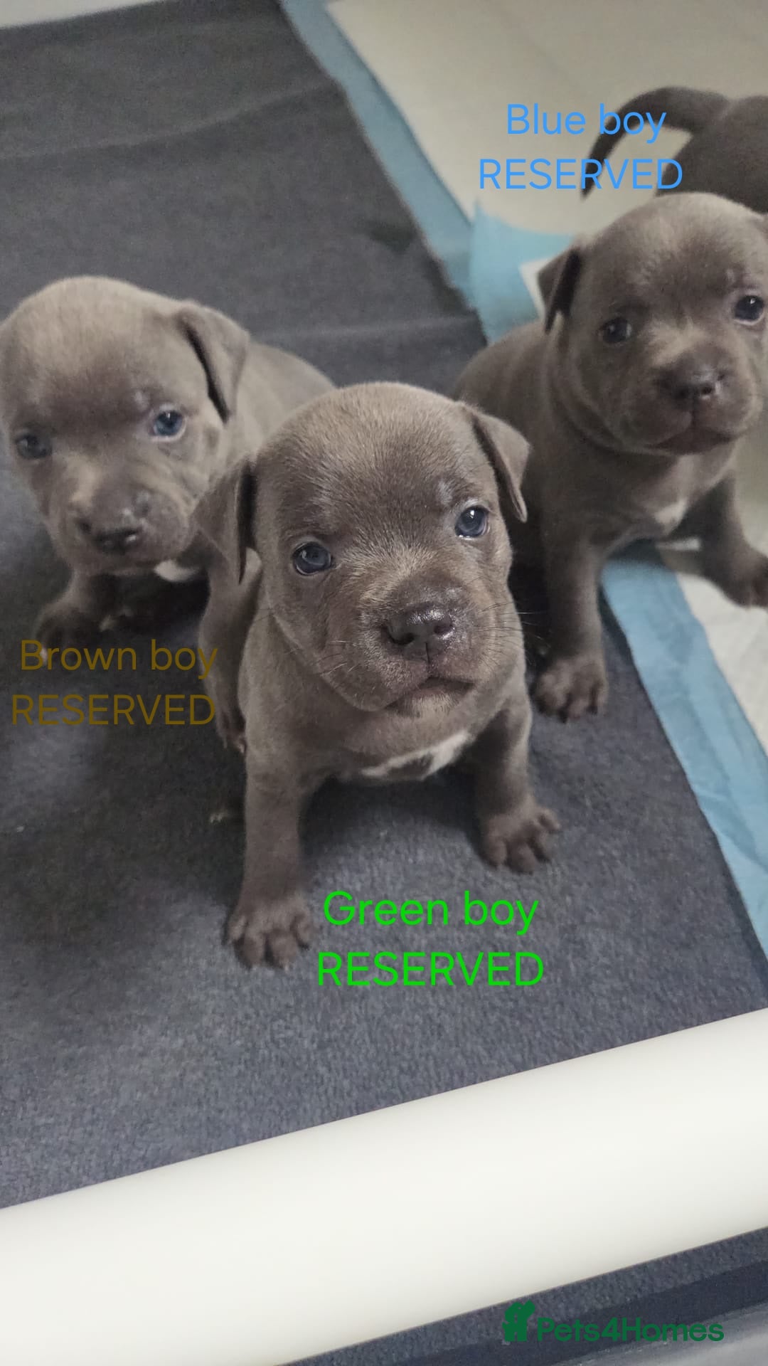 Staffordshire Bull Terrier dogs KC champ Staffies - Advert 19