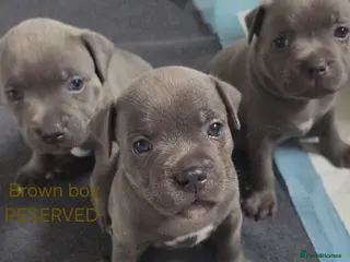 Staffordshire Bull Terrier dogs KC champ Staffies - Advert 19