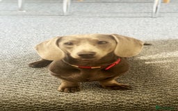 Miniature Dachshund dogs for stud: Blue Miniature Dachshund for stud - Image 2