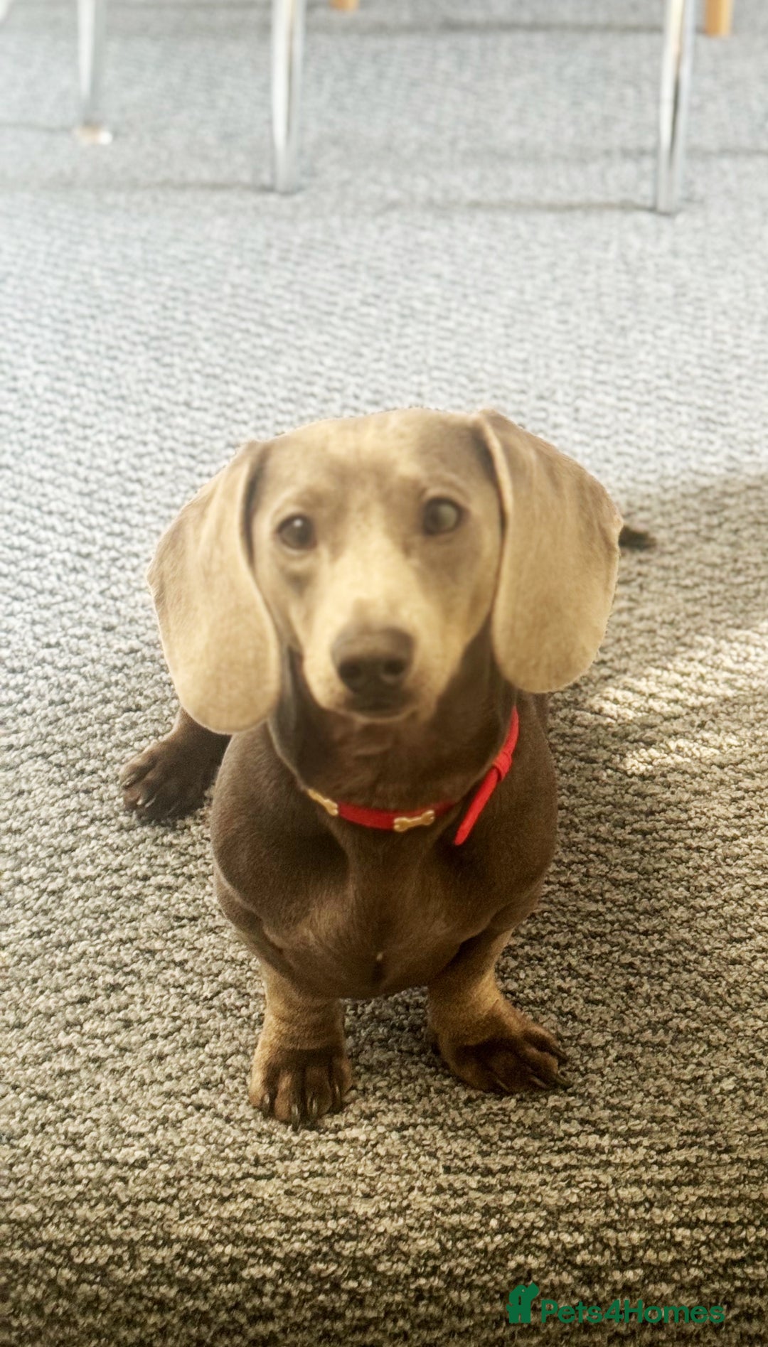 Miniature Dachshund dogs for stud: Blue Miniature Dachshund for stud - Image 2